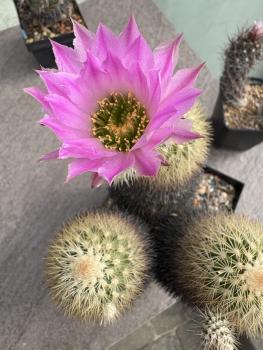 Echinocereus websterianus